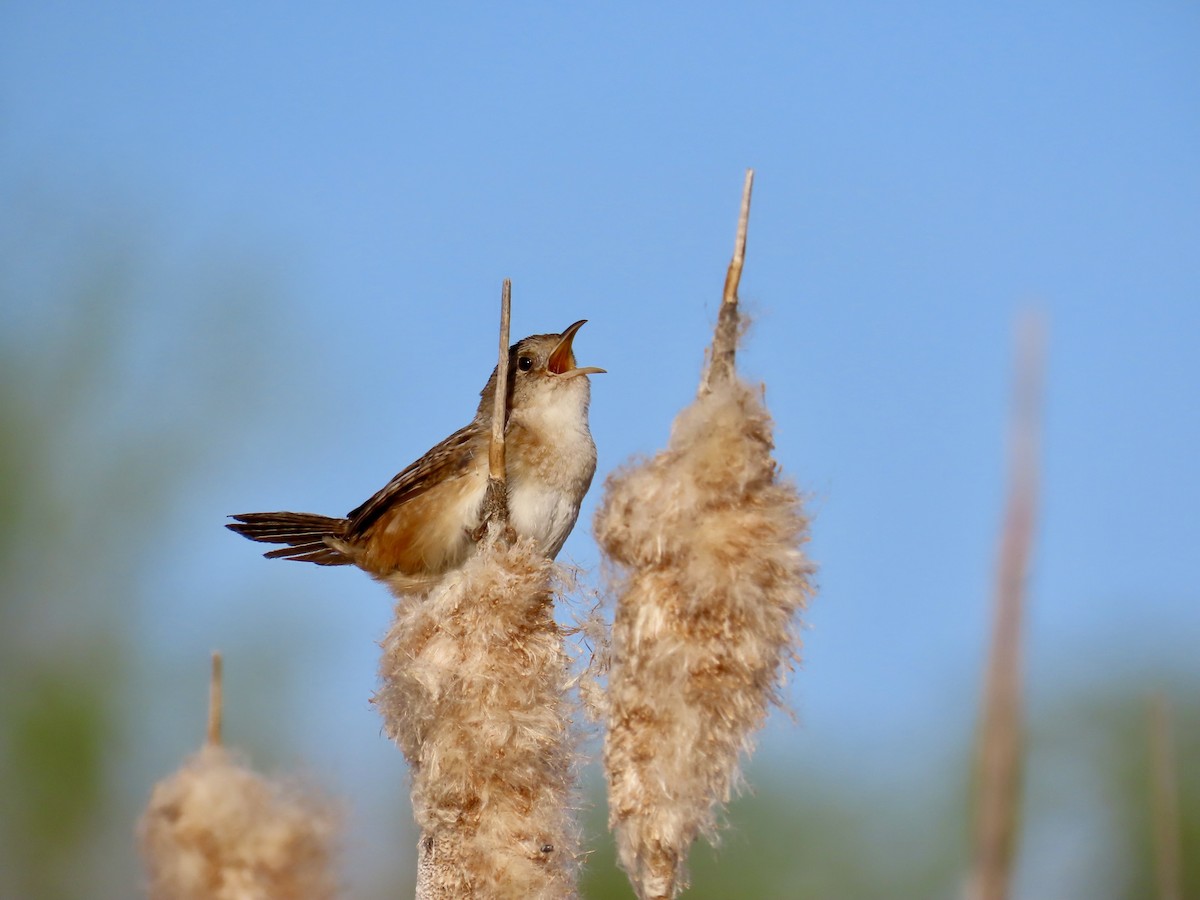 Sedge Wren - Annette Lenzner