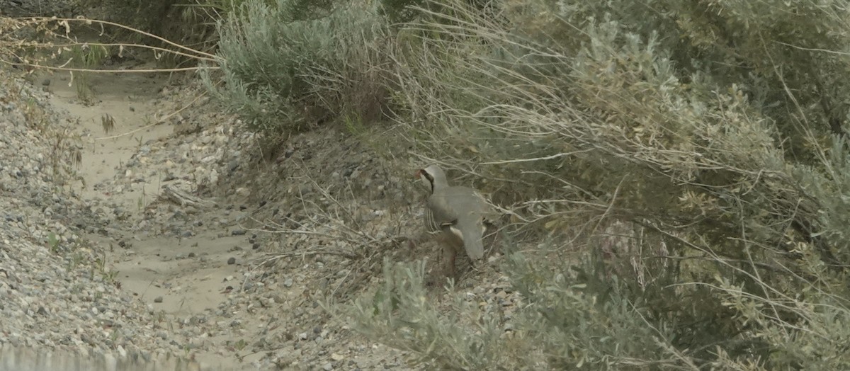 Chukar - edith israel