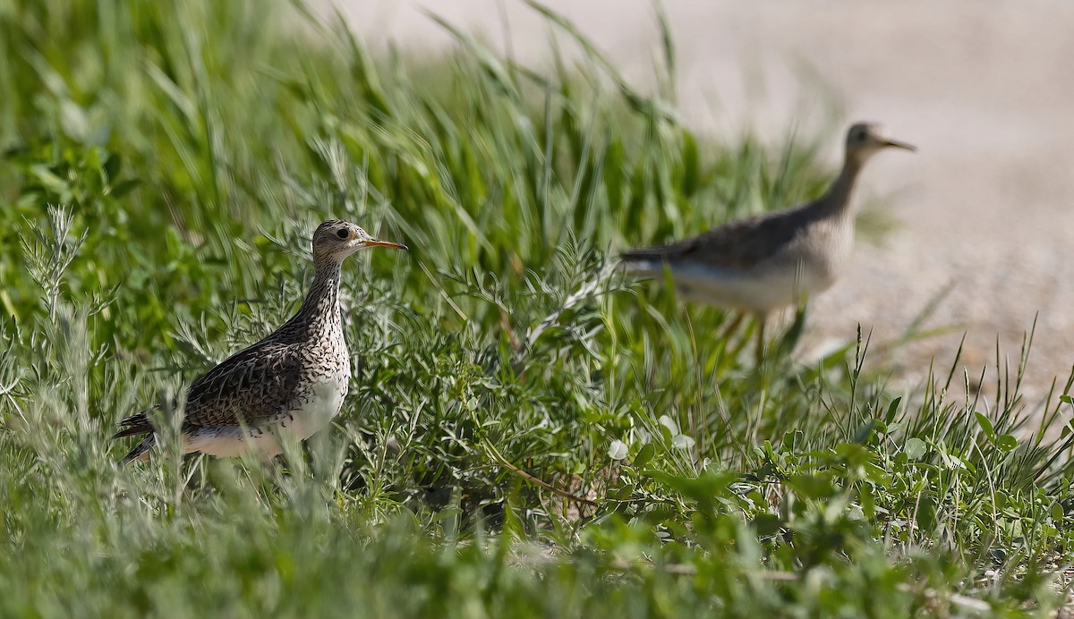 Upland Sandpiper - Scott Sneed