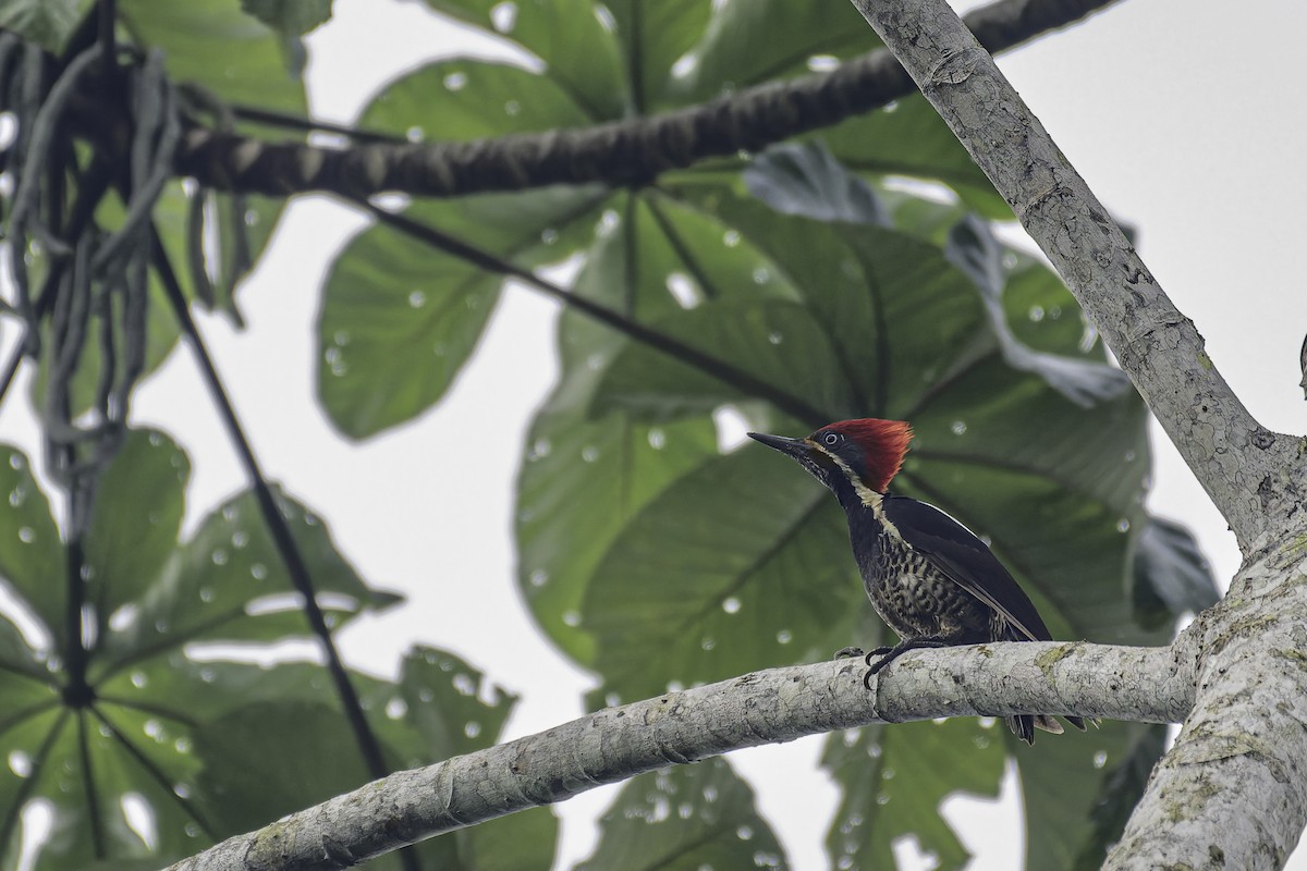 Lineated Woodpecker - George Roussey