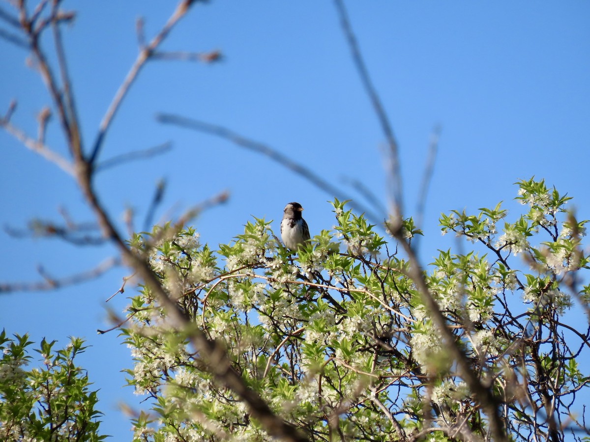 Harris's Sparrow - Annette Lenzner