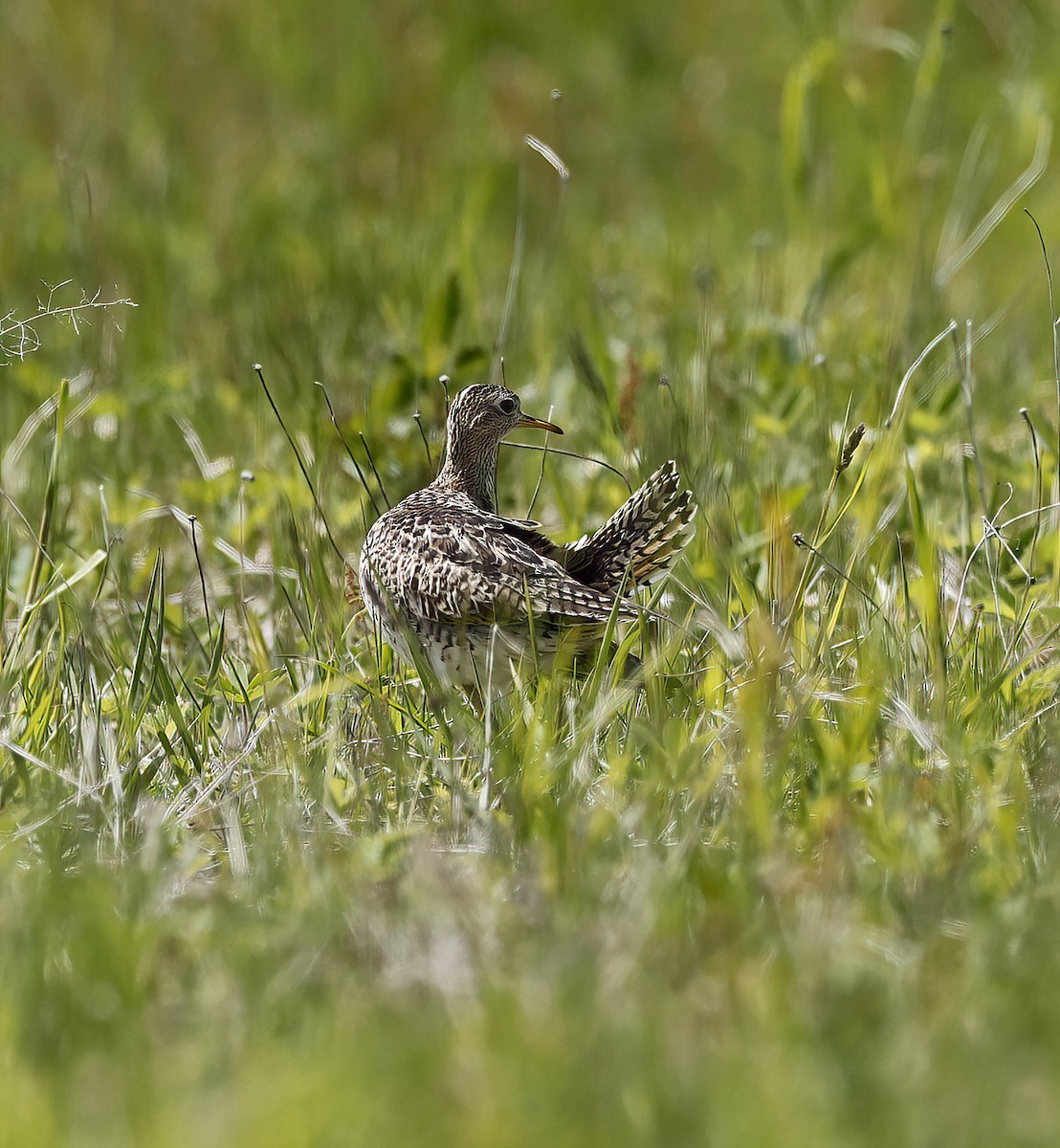 Upland Sandpiper - Scott Sneed