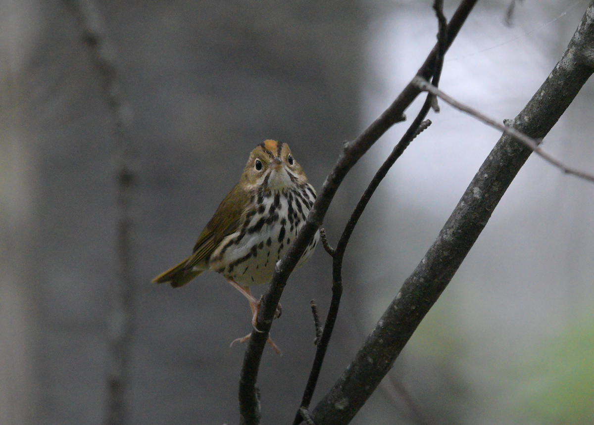 Ovenbird - Guillaume Perron