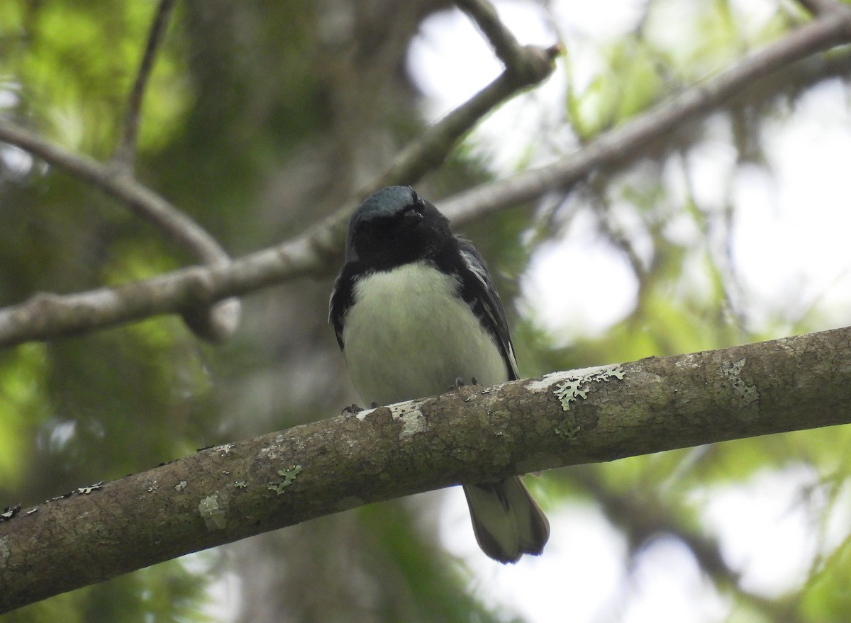 Black-throated Blue Warbler - Richard Mckay