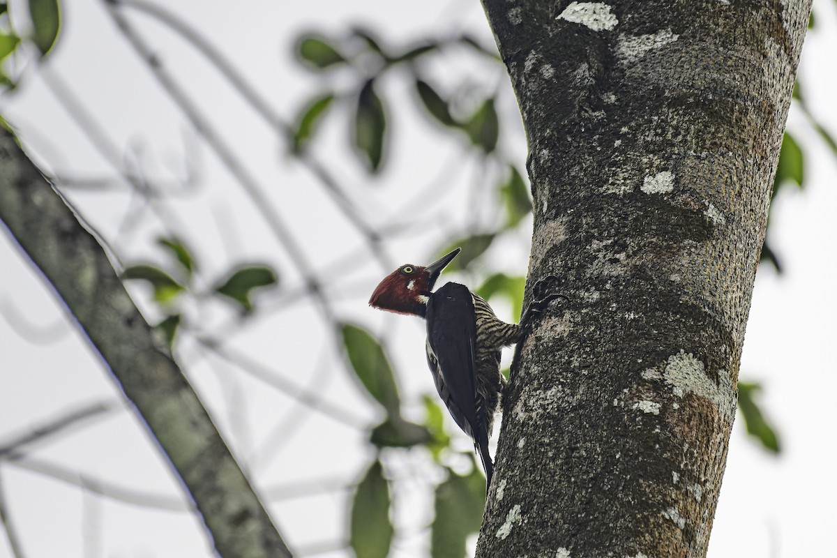 Guayaquil Woodpecker - George Roussey