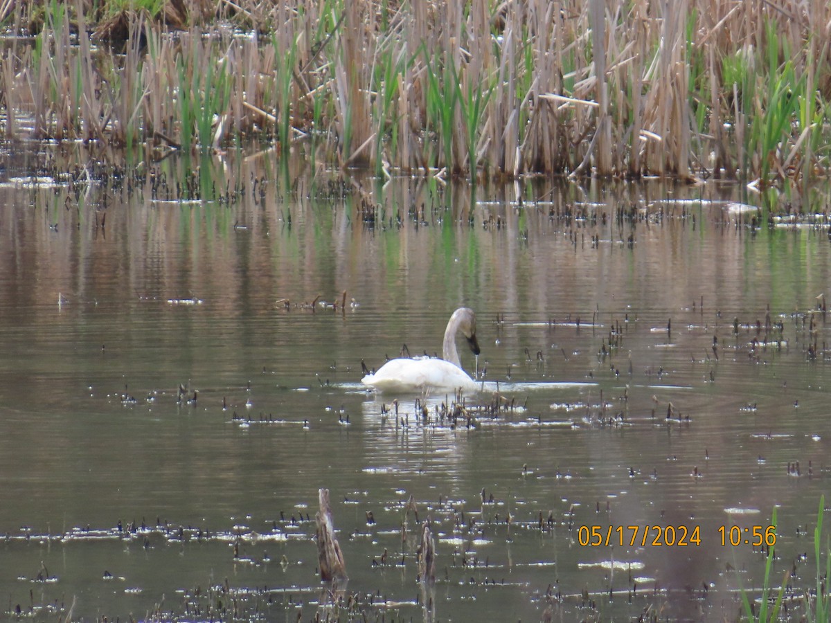 Trumpeter Swan - gabrielle jastrebski