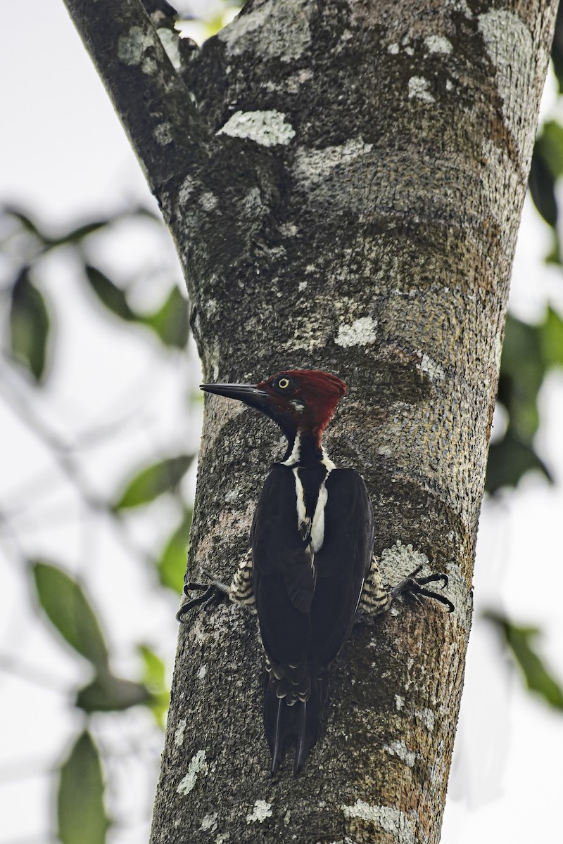 Guayaquil Woodpecker - George Roussey