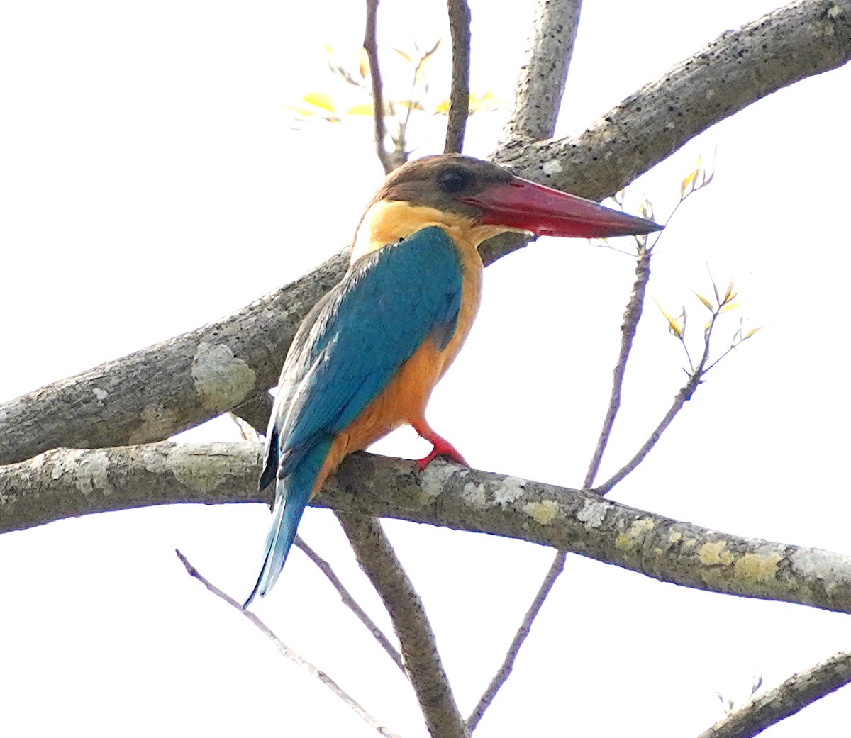 Stork-billed Kingfisher - Ayaan S