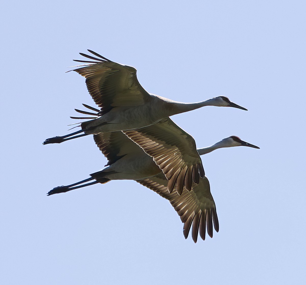 Sandhill Crane - Scott Sneed