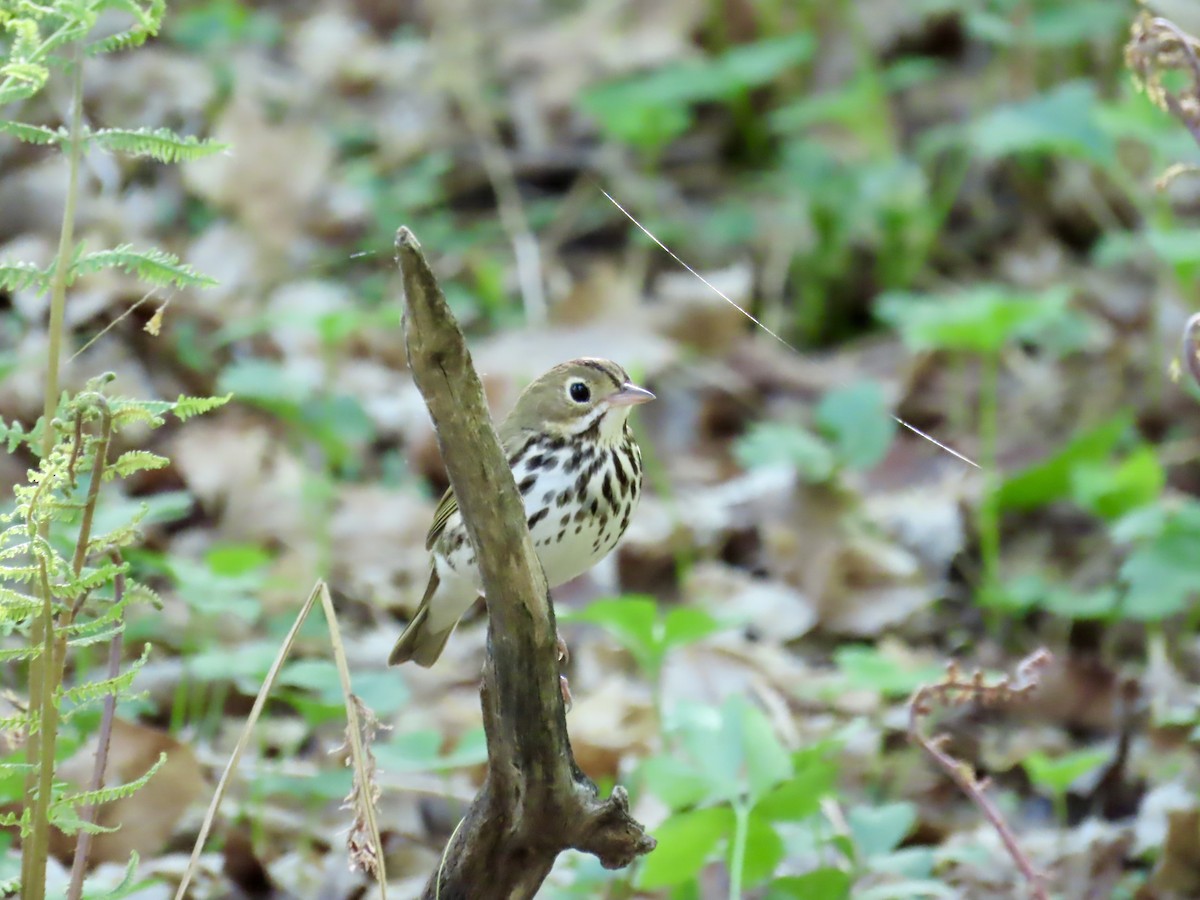 Ovenbird - Annette Lenzner