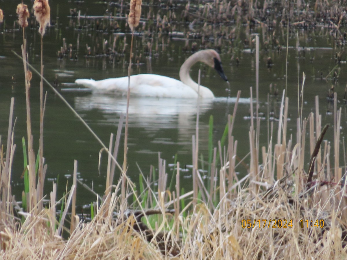 Trumpeter Swan - gabrielle jastrebski