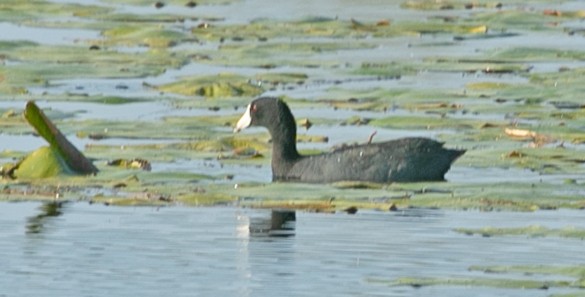 American Coot - Ross Hall