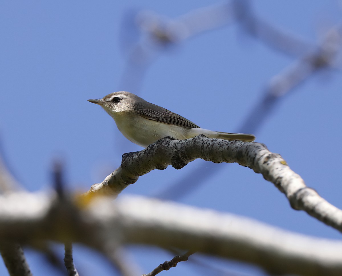 Warbling Vireo - Scott Sneed