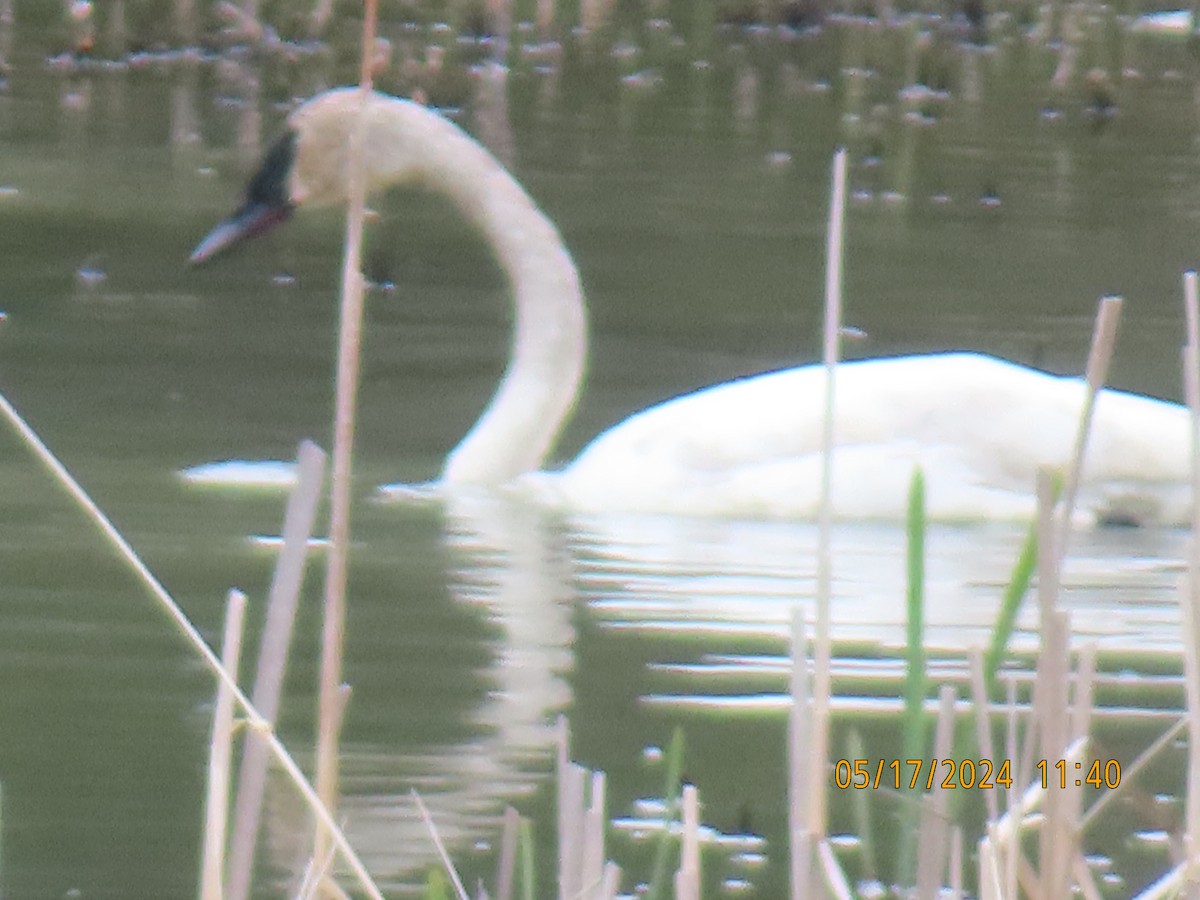 Trumpeter Swan - gabrielle jastrebski