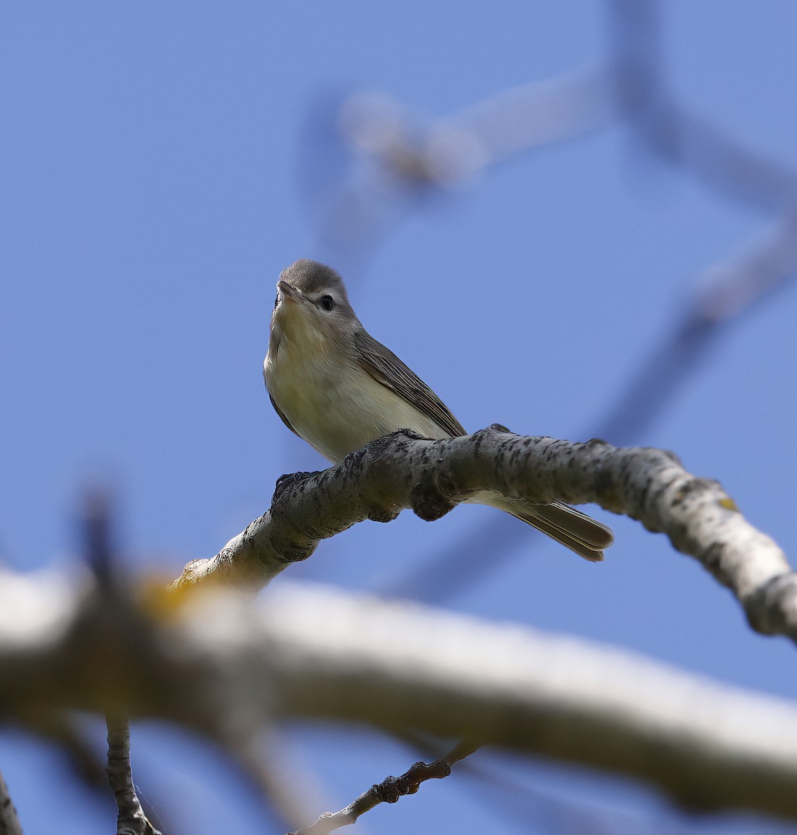 Warbling Vireo - Scott Sneed