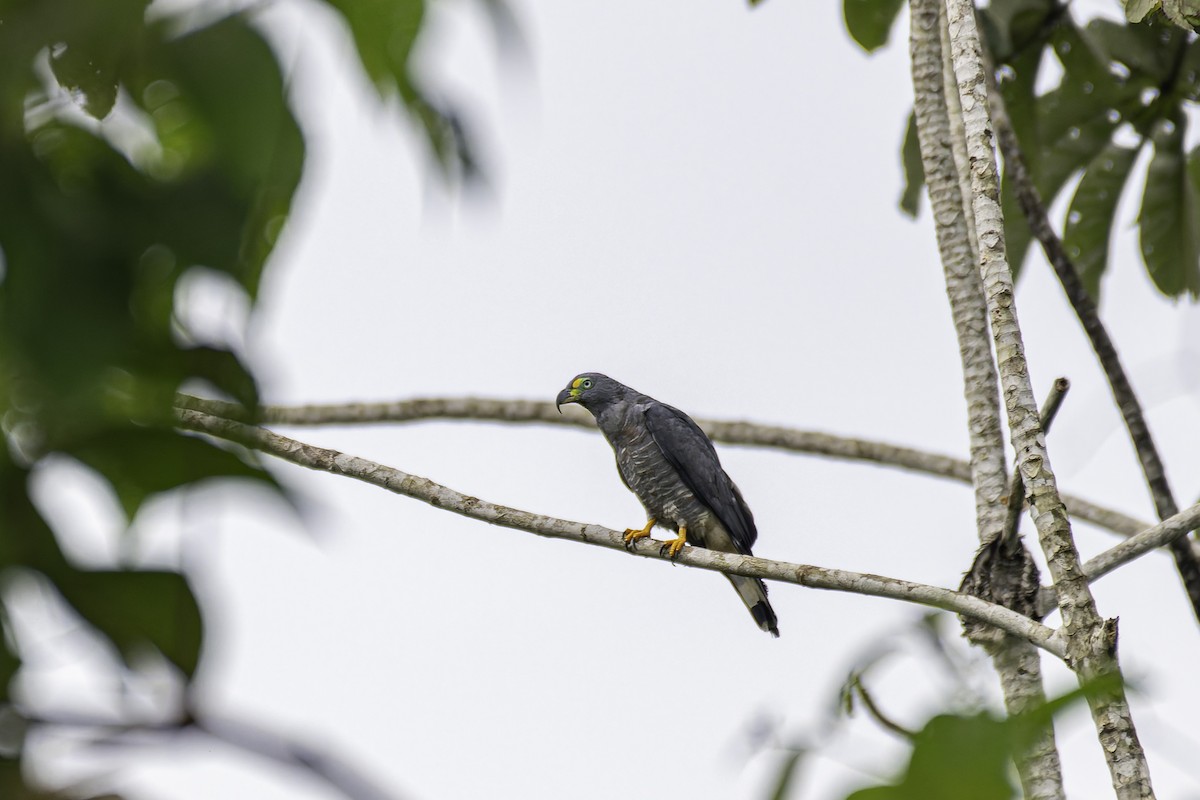 Hook-billed Kite - George Roussey