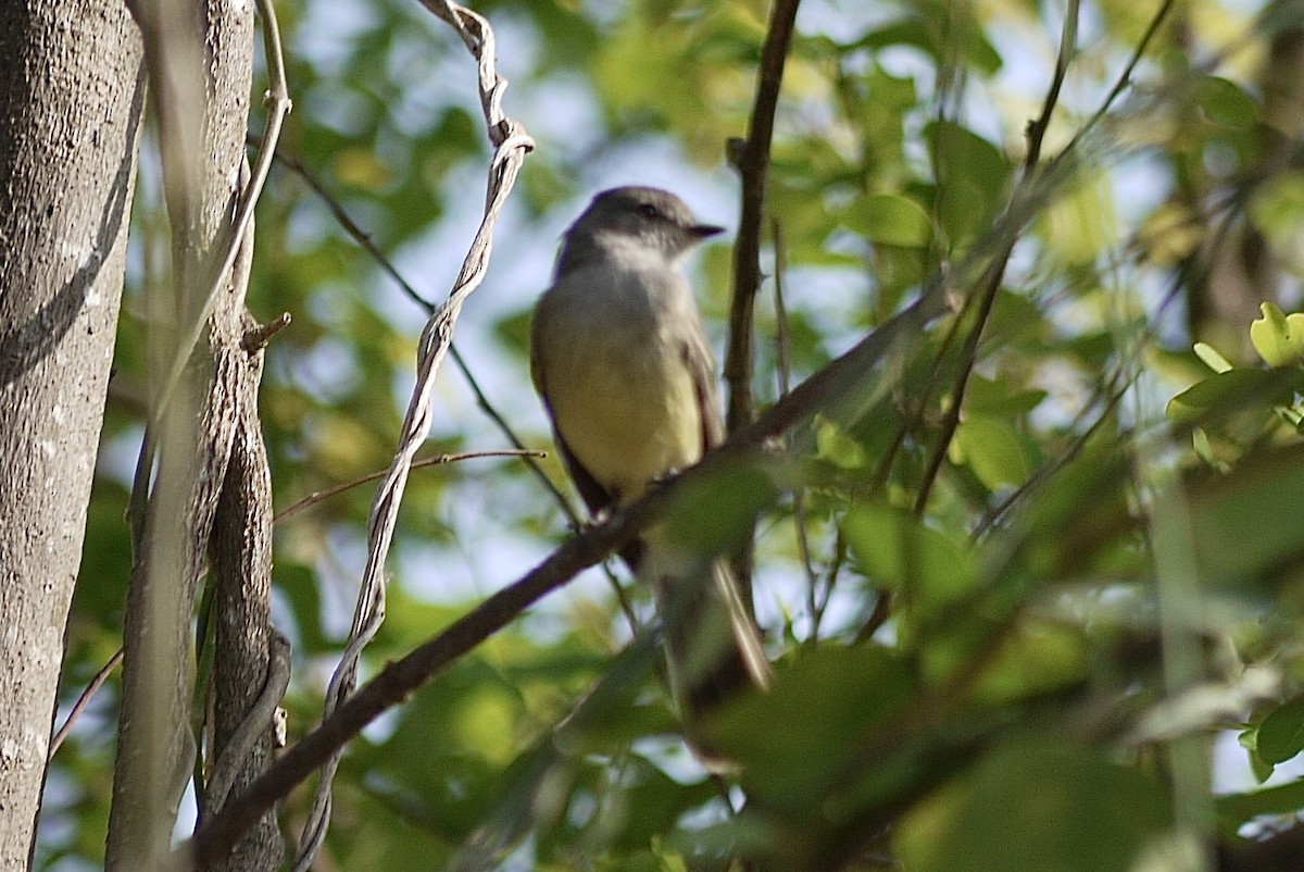 Northern Scrub-Flycatcher - ML619562415