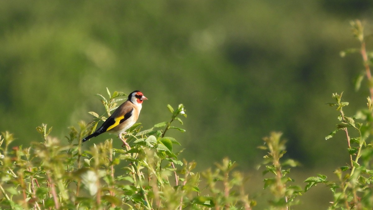 European Goldfinch - Andy  Woodward