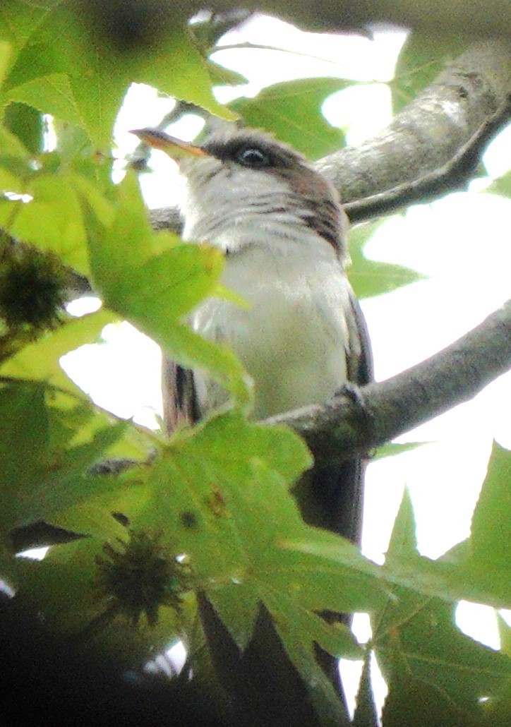 Yellow-billed Cuckoo - Mary Alice HAYWARD