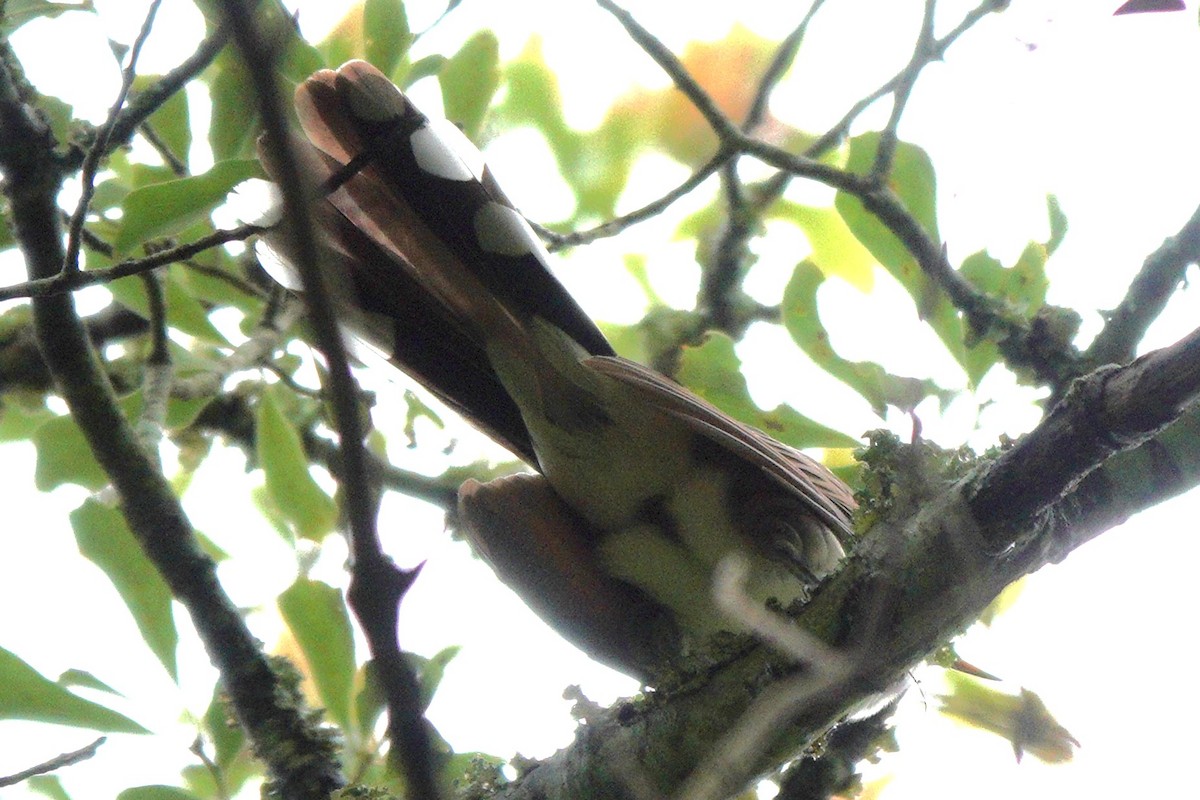 Yellow-billed Cuckoo - Mary Alice HAYWARD