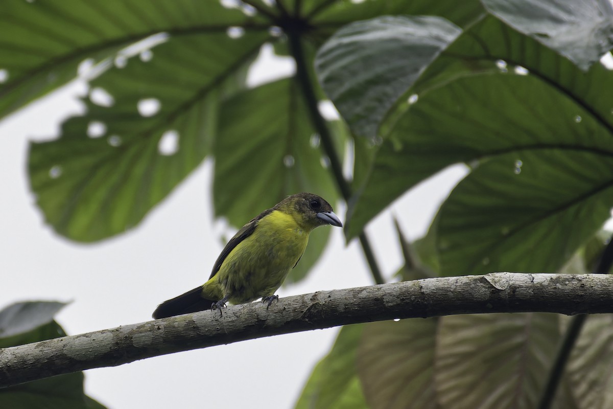 Flame-rumped Tanager (Lemon-rumped) - George Roussey