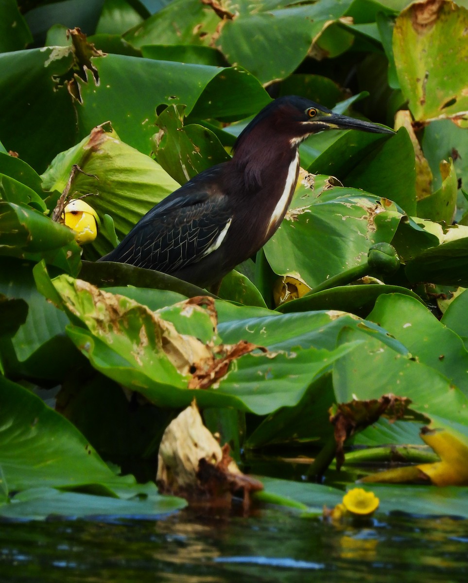 Green Heron - ML619562433