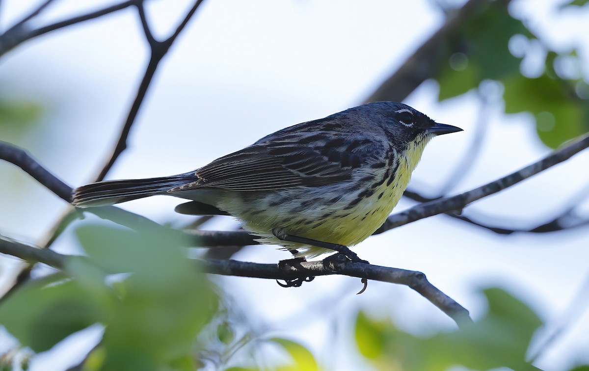 Kirtland's Warbler - Scott Sneed