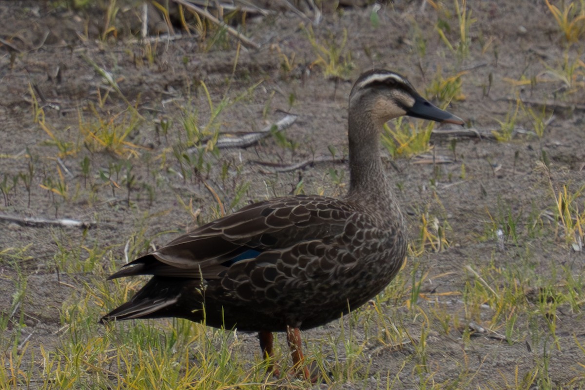 Eastern Spot-billed Duck - MASATO TAKAHASHI