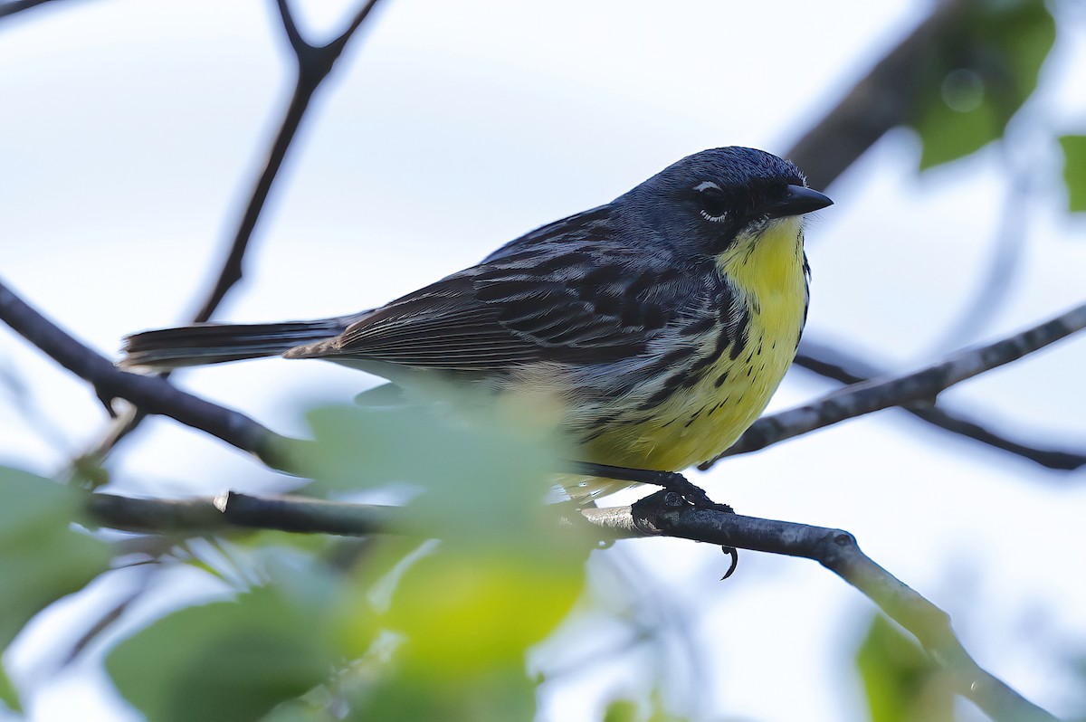 Kirtland's Warbler - Scott Sneed