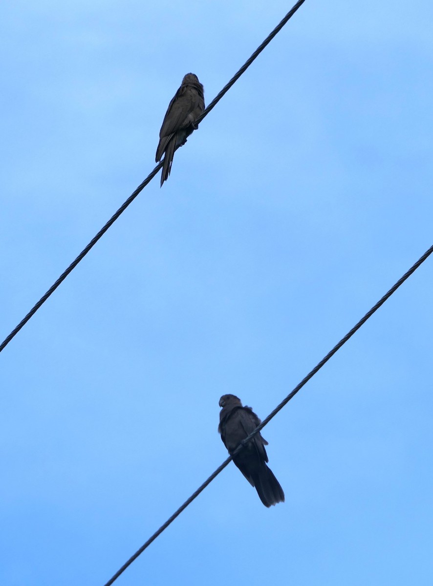 Seychelles Parrot - ML619562441