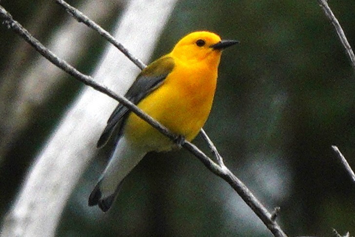 Prothonotary Warbler - Mary Alice HAYWARD