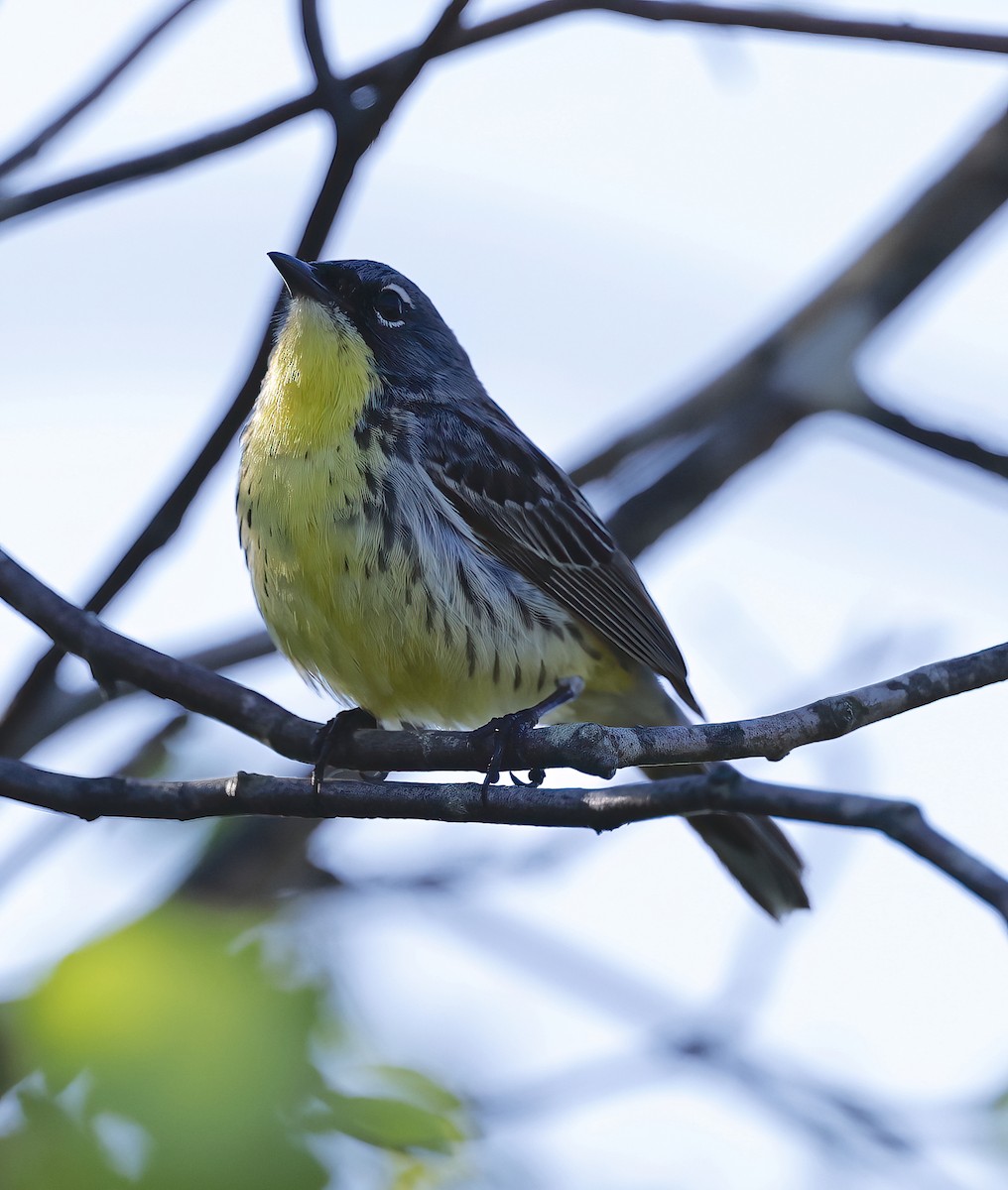 Kirtland's Warbler - Scott Sneed