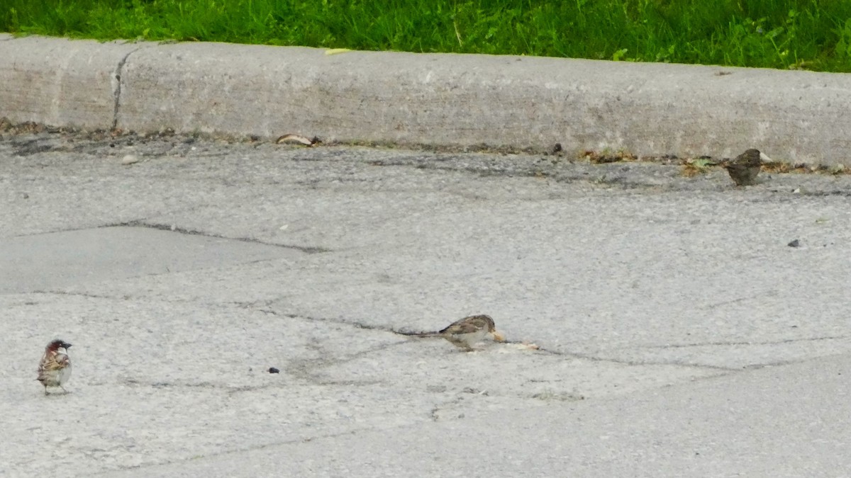 House Sparrow - Sarah Bowman