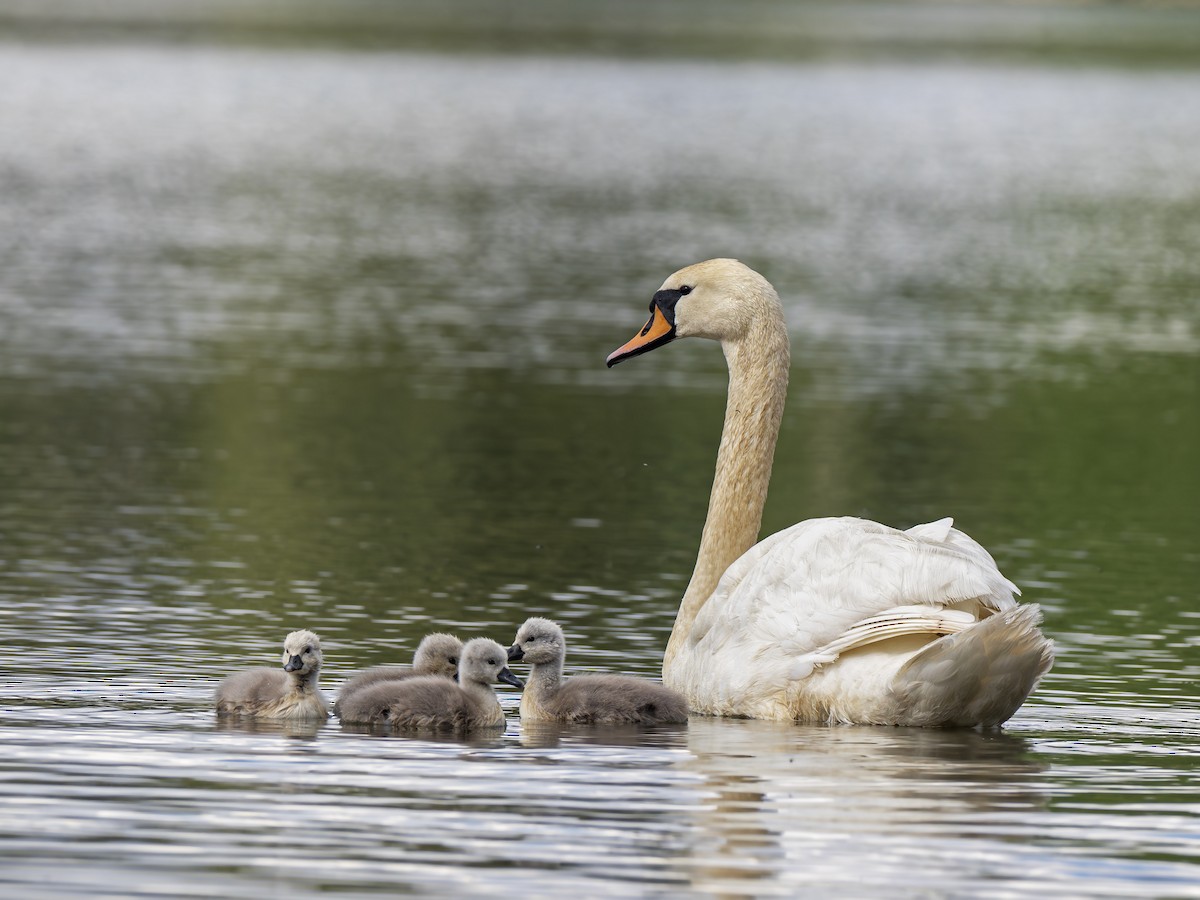 Mute Swan - Radek Papranec