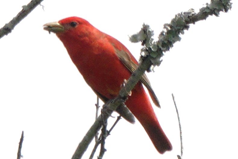 Summer Tanager - Mary Alice HAYWARD