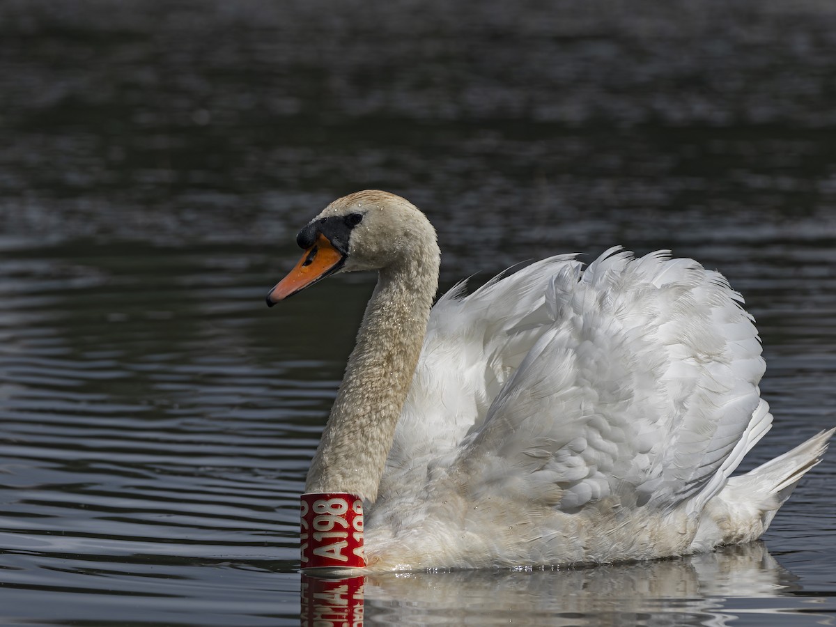 Mute Swan - Radek Papranec