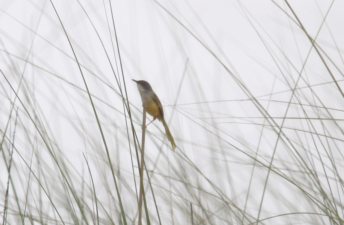 Yellow-bellied Prinia - ML619562460