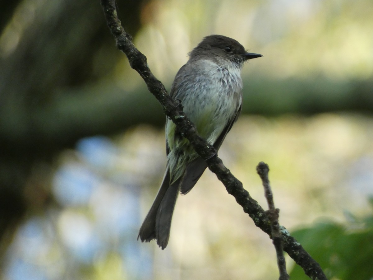 Eastern Phoebe - Anonymous