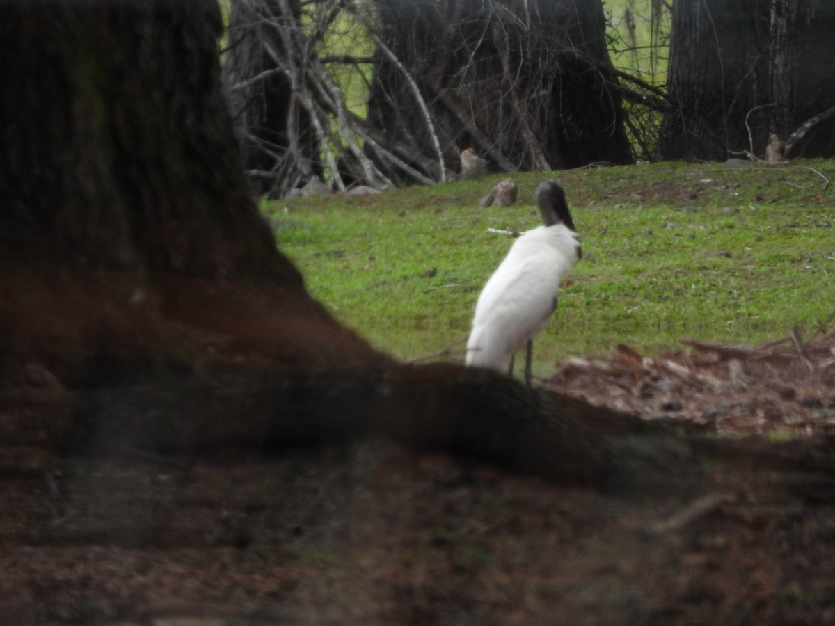 Wood Stork - Eric Haskell