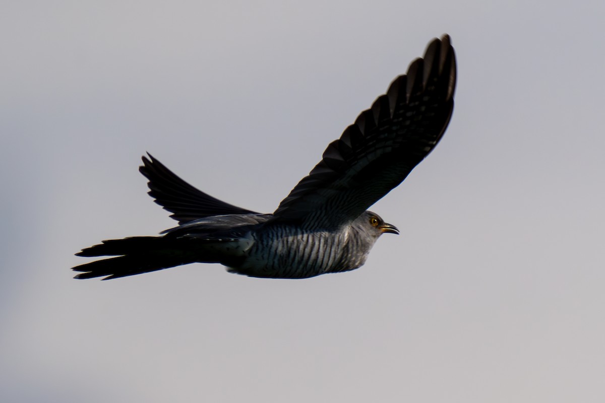 Common Cuckoo - MASATO TAKAHASHI