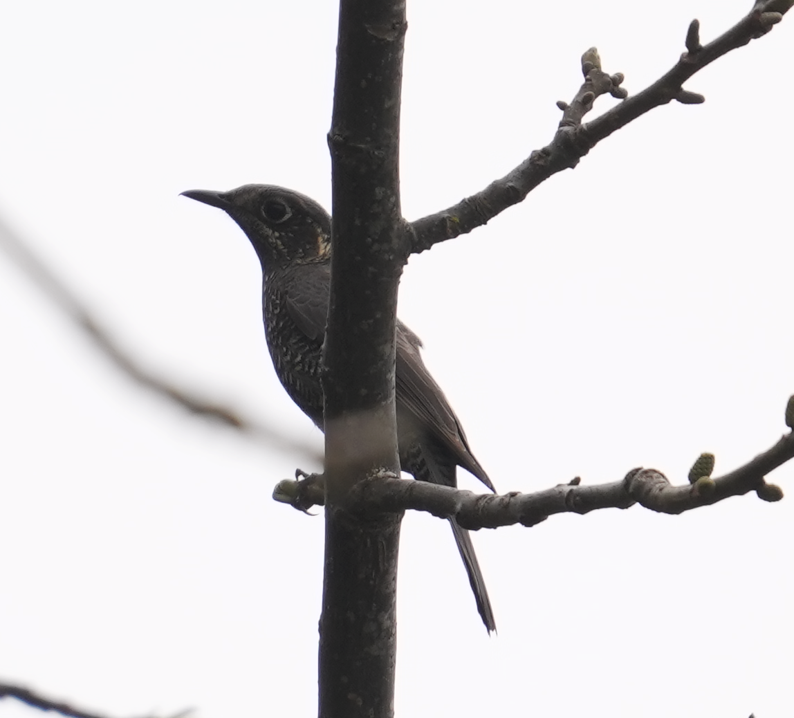 Chestnut-bellied Rock-Thrush - Zhongyu Wang