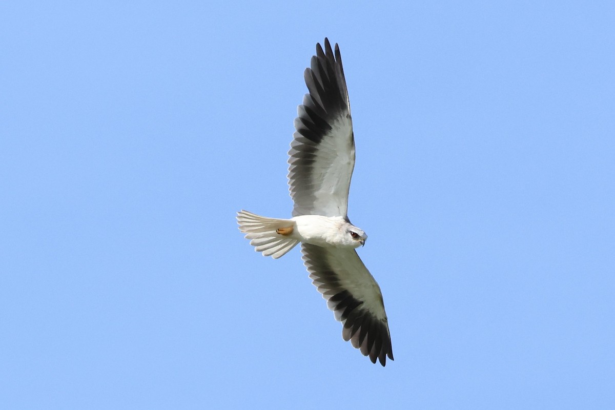 Black-winged Kite - Peter Christiaen