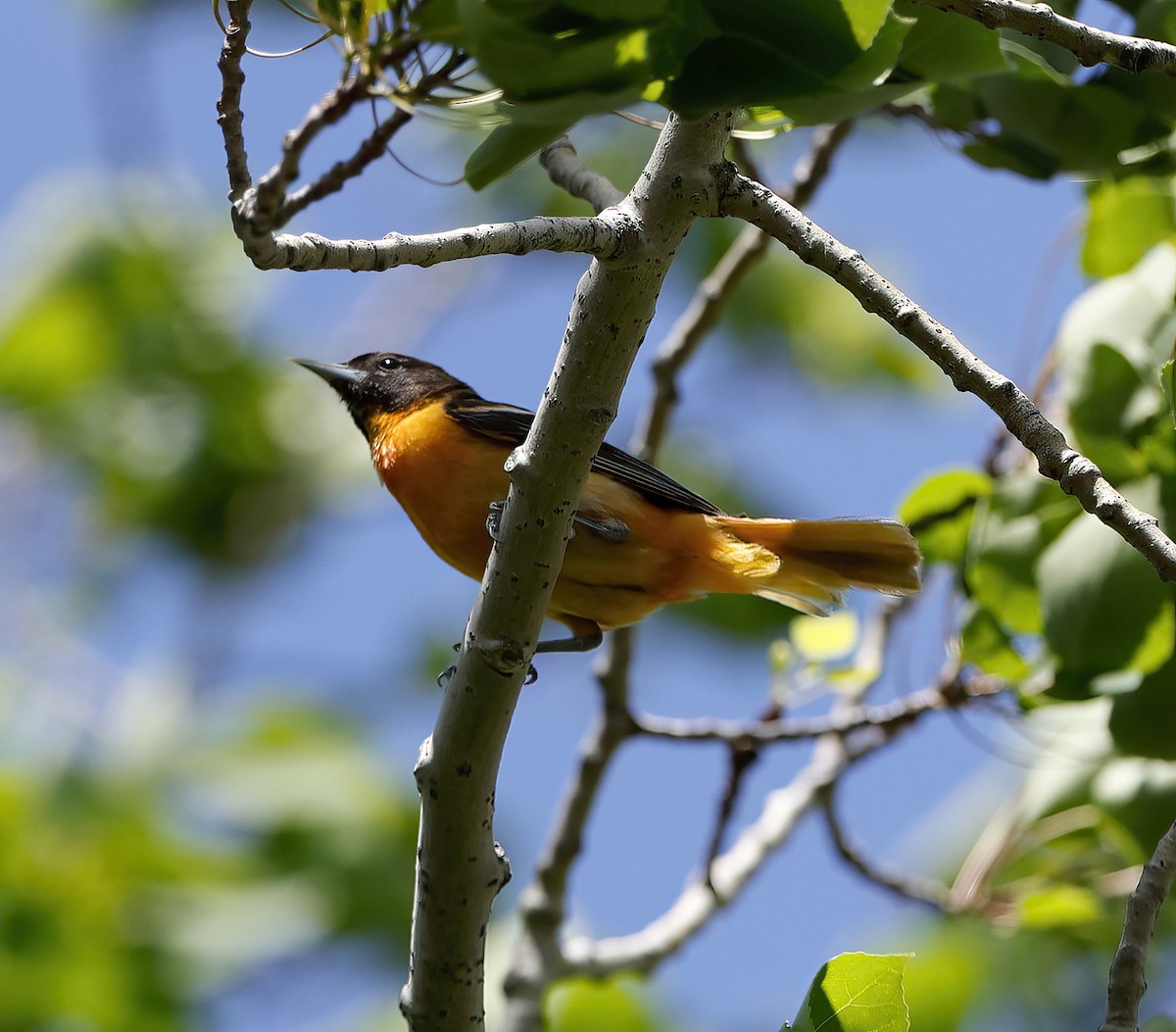 Baltimore Oriole - Scott Sneed