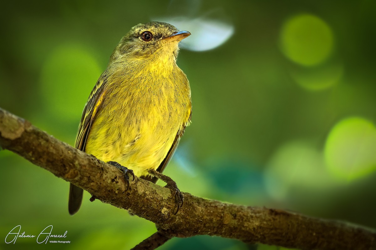 Rough-legged Tyrannulet - ANTONIO AMARAL