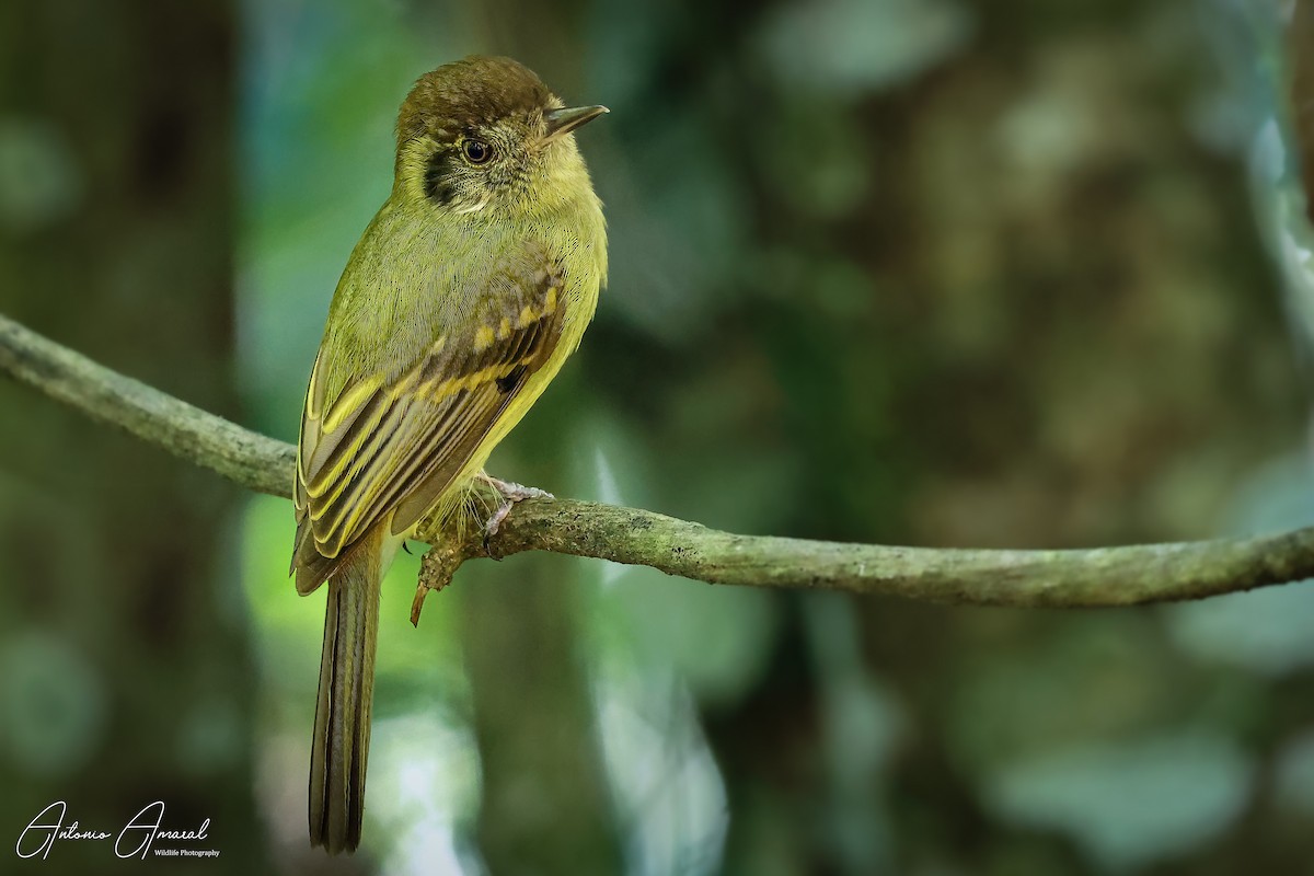 Sepia-capped Flycatcher - ANTONIO AMARAL