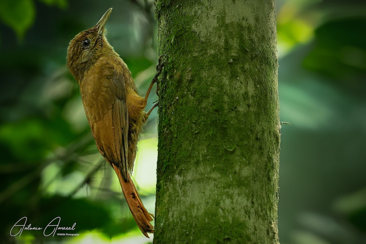 Plain-winged Woodcreeper (Plain-winged) - ANTONIO AMARAL