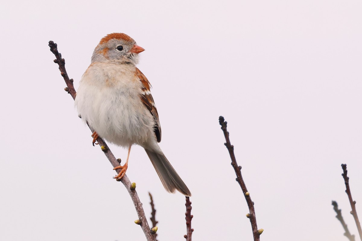 Field Sparrow - ML619562502