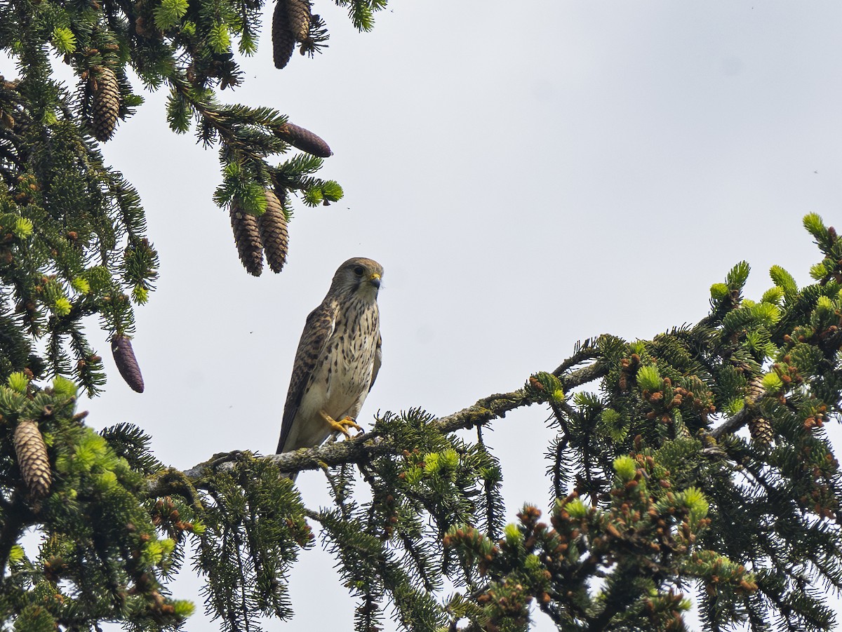 Eurasian Kestrel - Radek Papranec