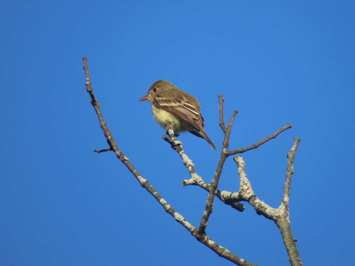 Willow Flycatcher - Peggy Dempsey