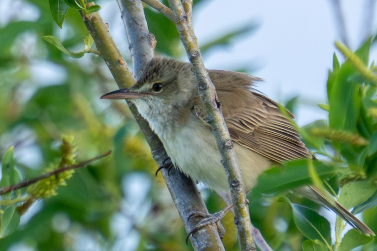 Oriental Reed Warbler - MASATO TAKAHASHI